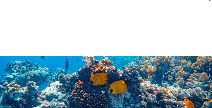 Snorkeling في المالديف