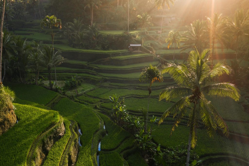 Tegalalang Rice Terraces (Ubud, Bali) – Entrance Fee, Best Time & Tours | Tripmoo