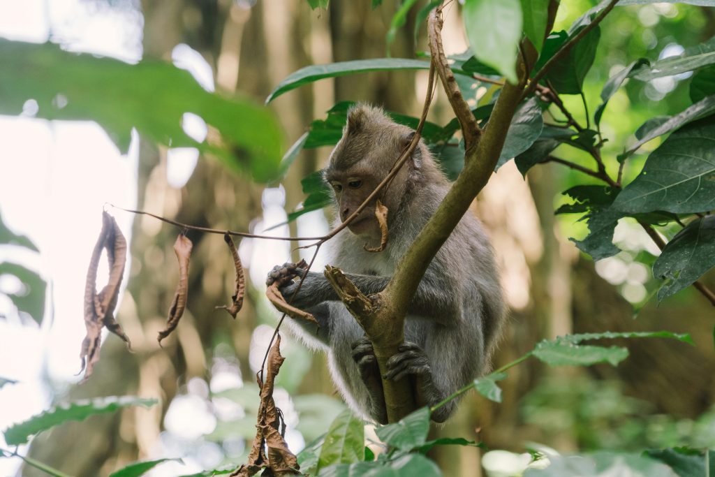 Ubud Monkey Forest