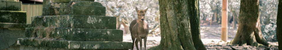 Nara Park (Deer Park) 2025 — Nara Kōen

