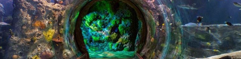 نفق زجاجي داخل SEA Aquarium Singapore مع أسماك قرش وأسماك استوائية