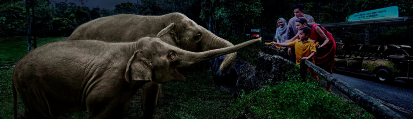 Live nocturnal animal presentation on an outdoor stage at Night Safari singapore