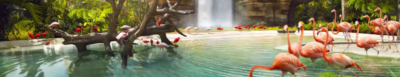 Bird Paradise Singapore