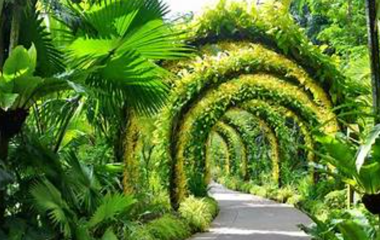 Tree-lined path and lake at Singapore Botanic Gardens on a sunny morning