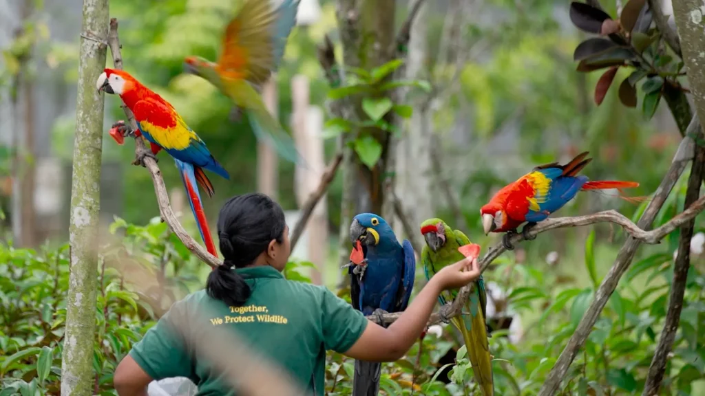 Vibrant birds in Bird Paradise Singapore